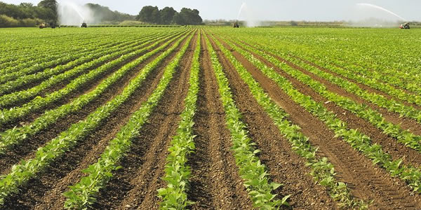 Soybean field managed by Grower Notes