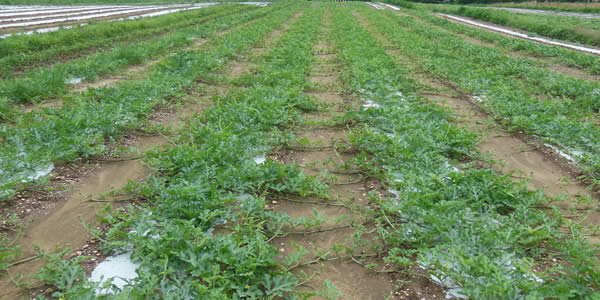 Field of watermelons managed by Grower Notes crop planner